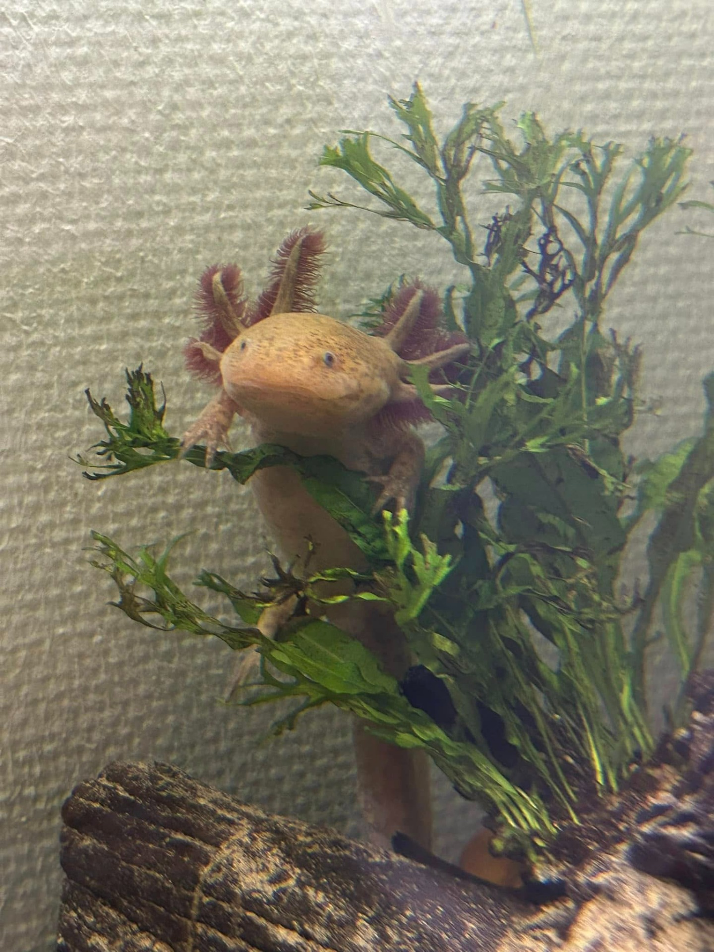 Ambystoma Mexicanum; Axolotl