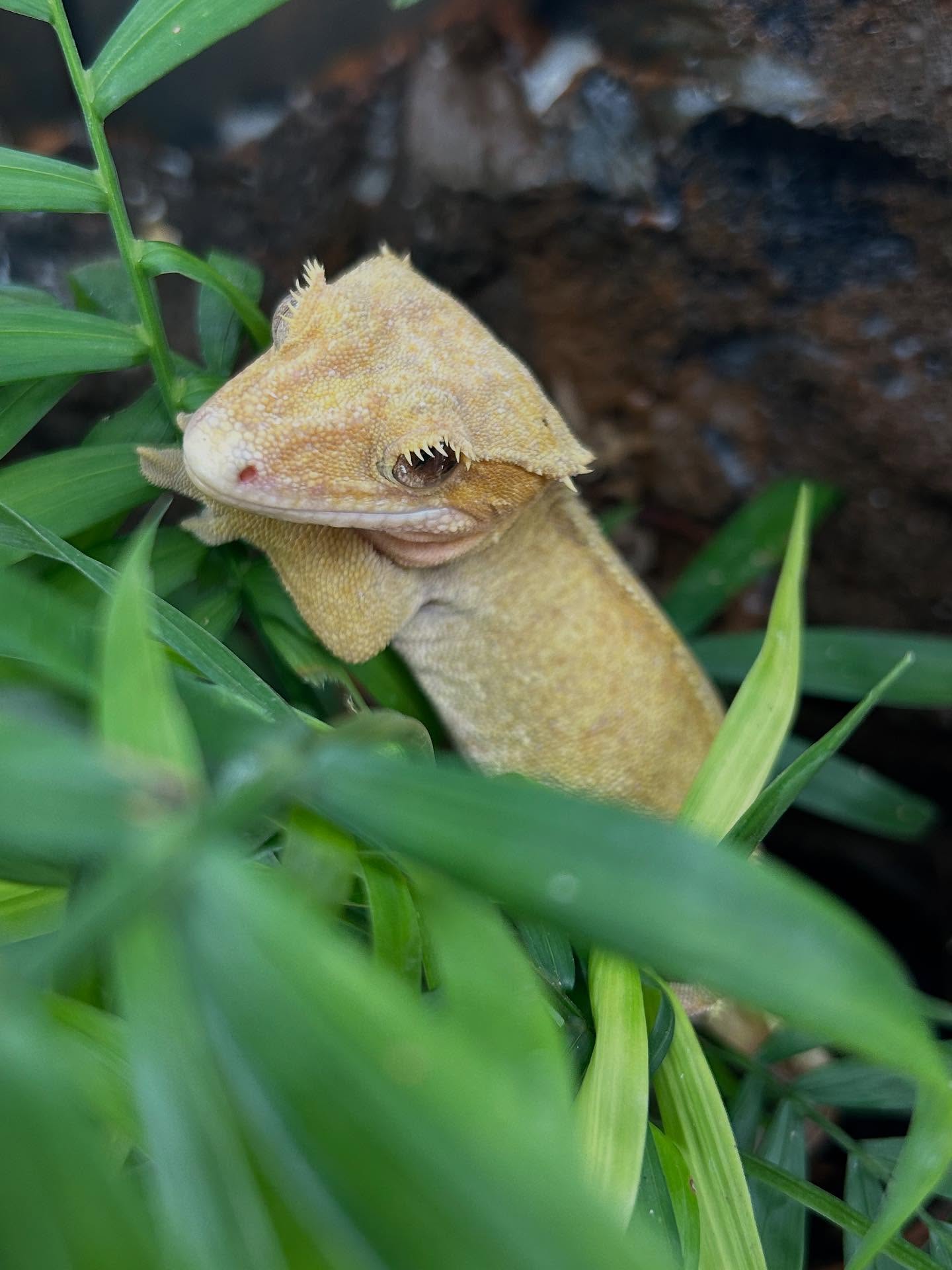 Correlophus Cilliatus; Wimpergekko