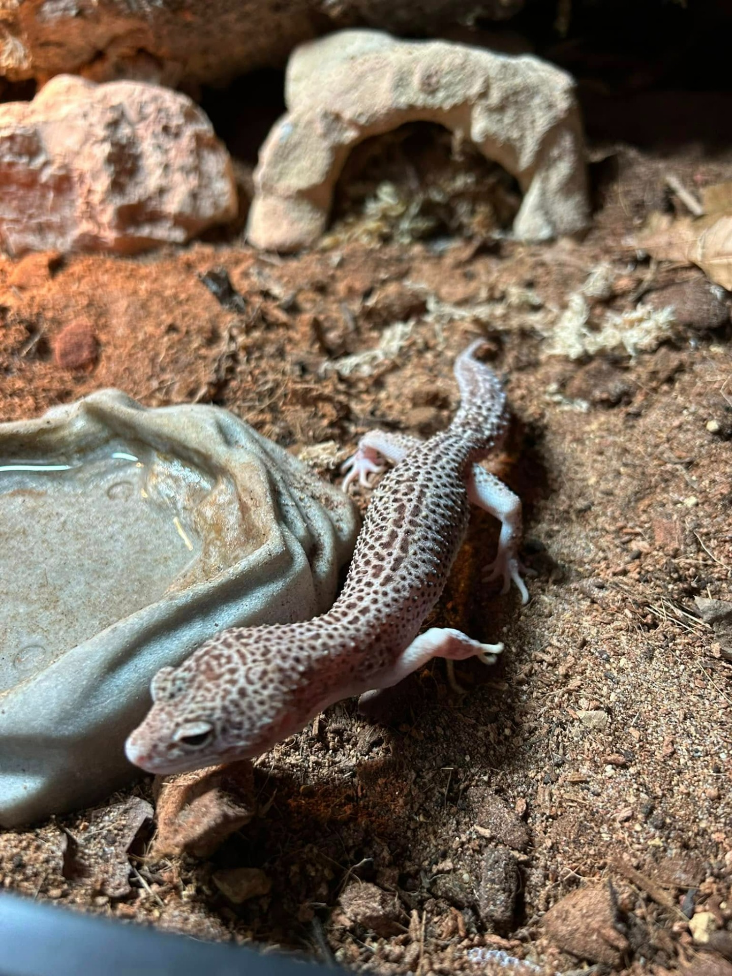 Eublepharis Macularius; Luipaardgekko