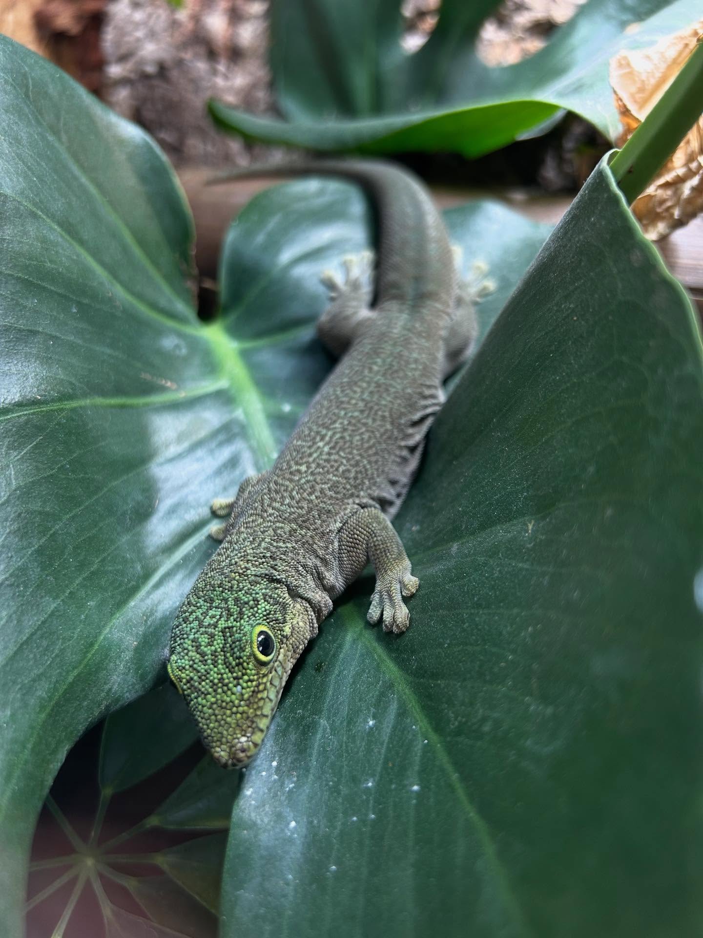 Phelsuma Standingii; Standings daggekko