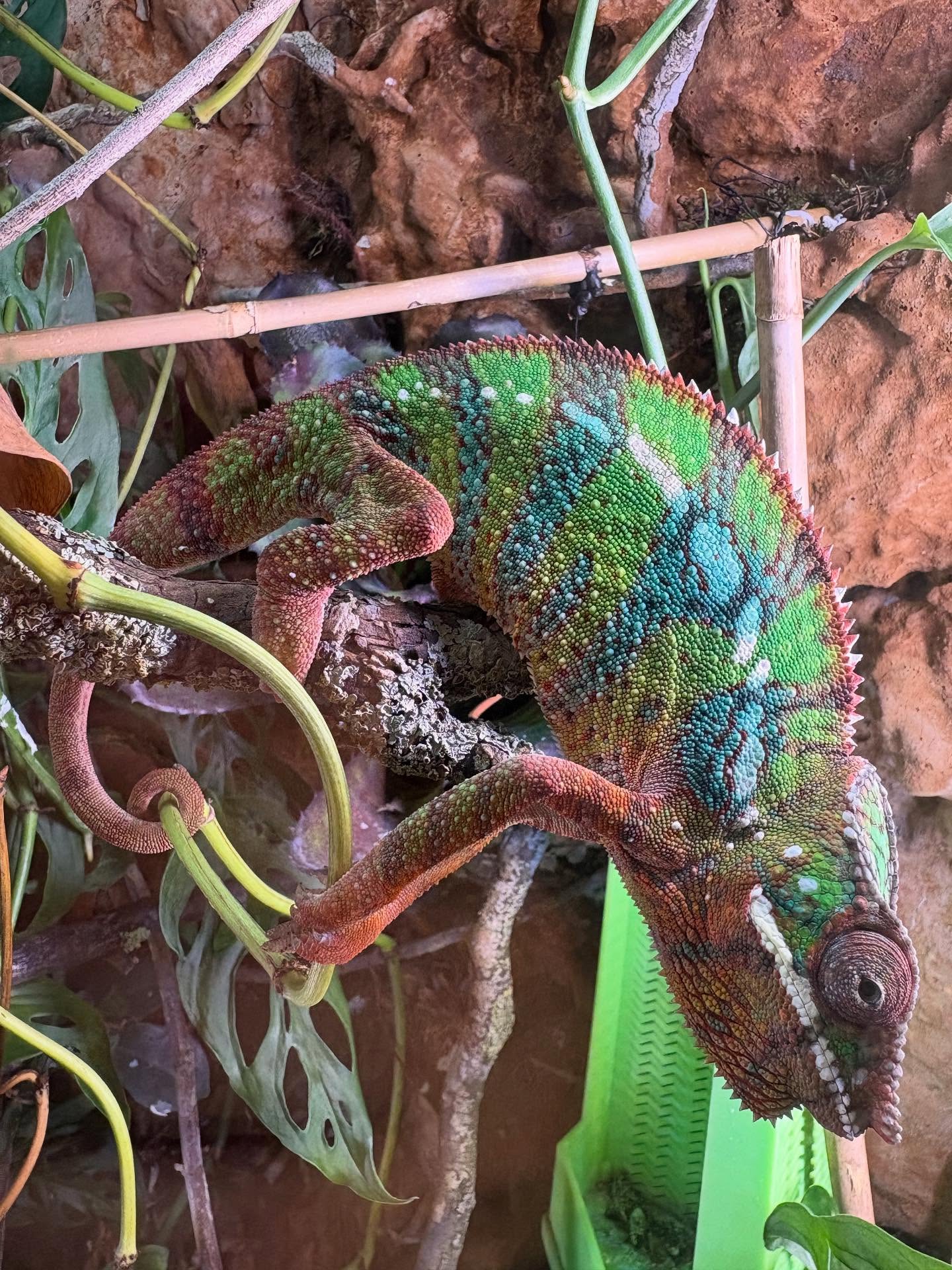 Furcifer Pardalis; Panter Kameleon