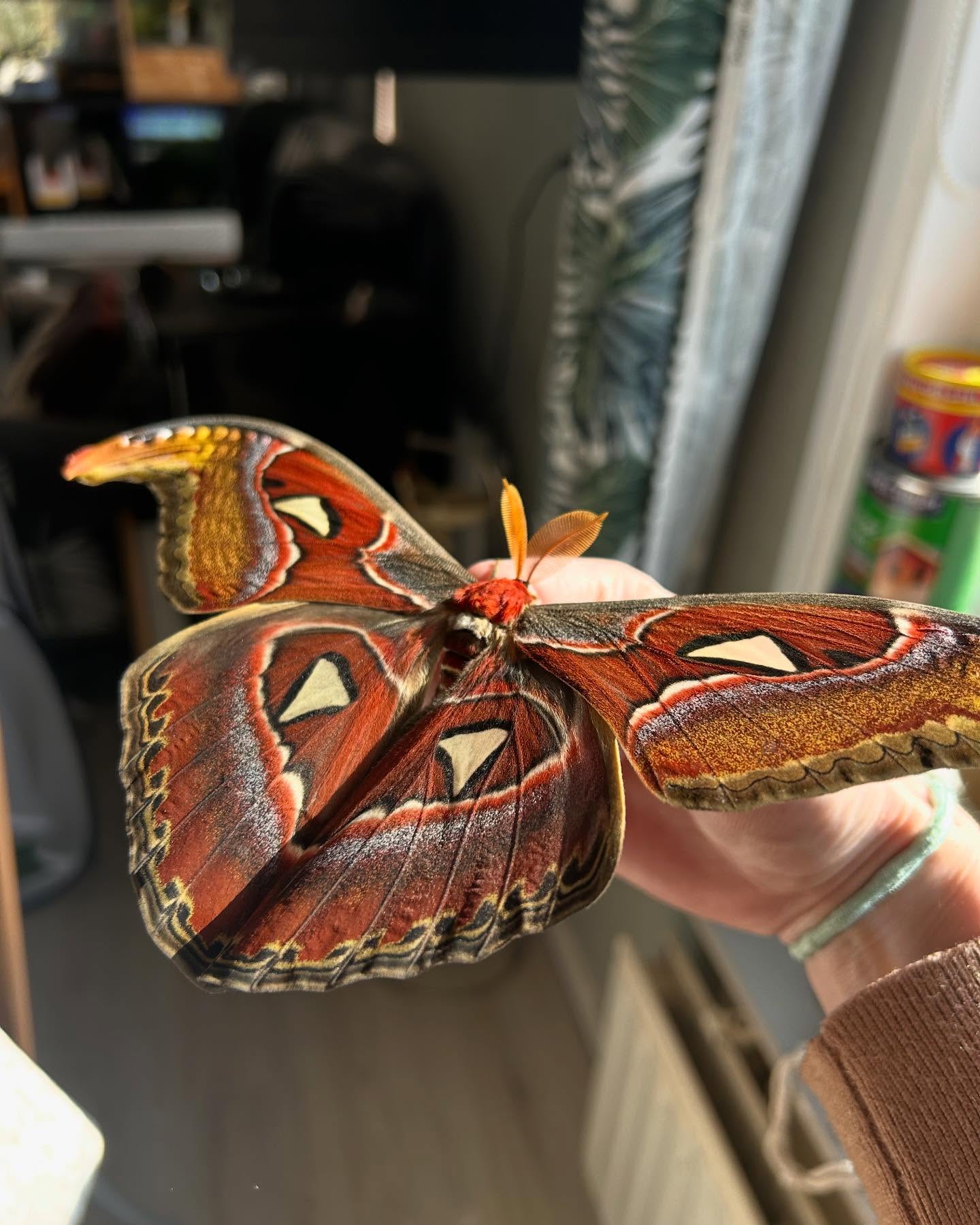 Attacus Atlas; Atlas mot