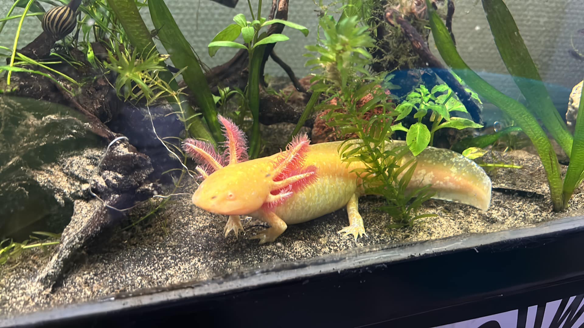 Ambystoma Mexicanum; Axolotl