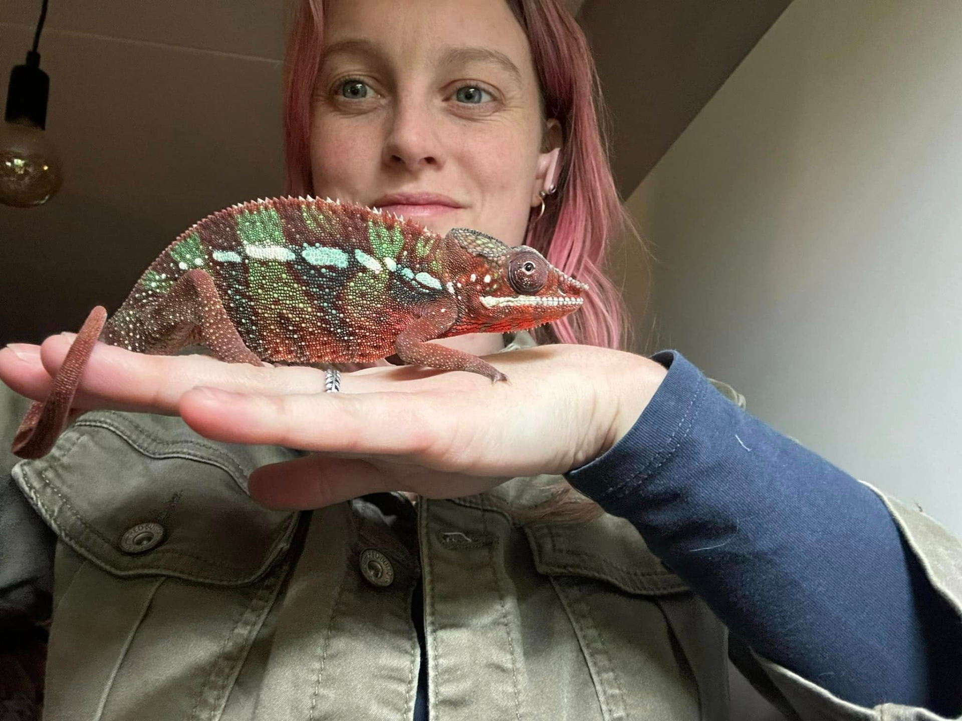 Debra met een Furcifer Pardalis; Panter kameleon