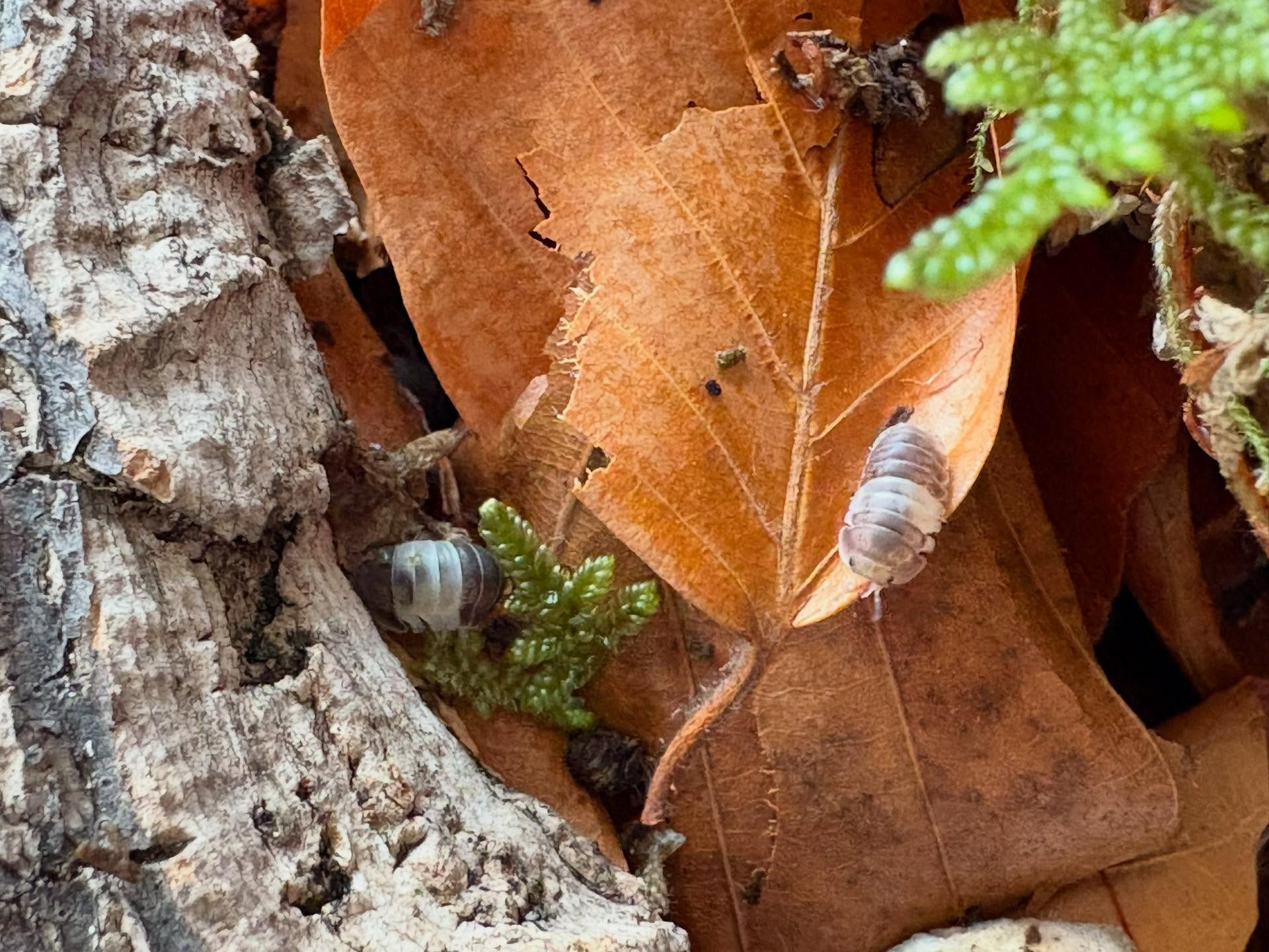 Isopod Cubaris sp. Panda King